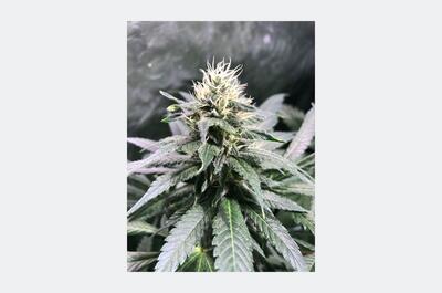 Cogollos en desarrollo cubiertos de tricomas durante la floración del cannabis