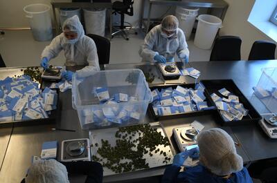 Envasado y pesaje de flores de marihuana en bolsas de un gramo