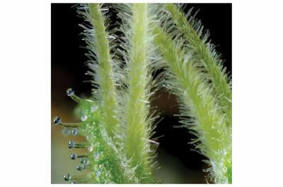 estigmas florales de marihuana encargados de capturar el polen