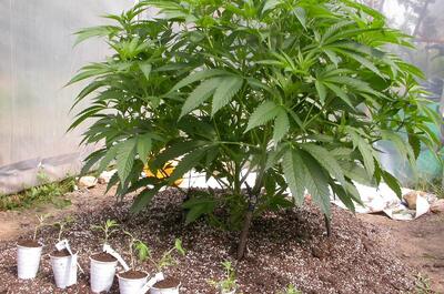 Planta madre y esquejes de marihuana en exterior