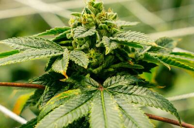 planta de marihuana con bordes marrones quemados