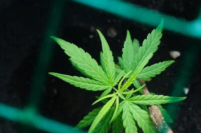 planta de marihuana con hojas nuevas amarillas