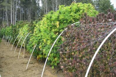Plantas gigantes de marihuana