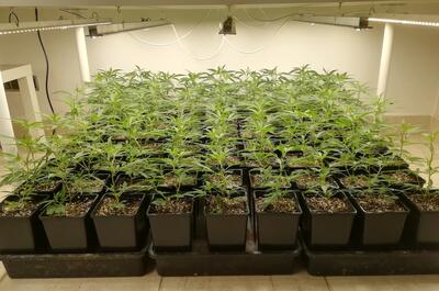 Plantas de marihuana listas para el trasplante