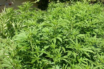 Plantas de marihuana sanas en suelo sano