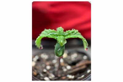 brote pequeño de plántula de marihuana germinada en sustrato