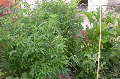 Marihuanas de exterior con la poda apical