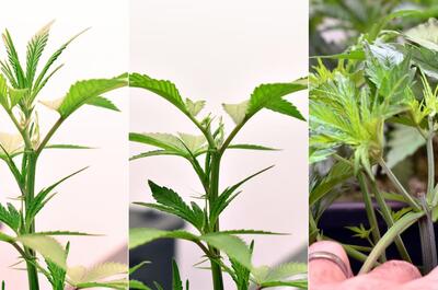 Brote principal de una planta madre de marihuana recién despuntado para estimular ramas laterales