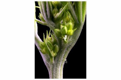 preflores masculinas de una planta de marihuana en fase temprana