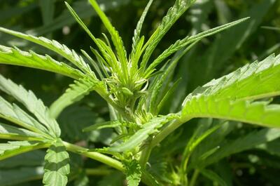 Imagen de una planta de marihuana empezando la floración