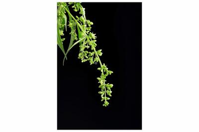 rama de planta macho de marihuana con sacos de polen