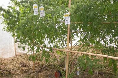 Imagen de una hoja de marihuana con poda baja y depredadores para prevenir trip