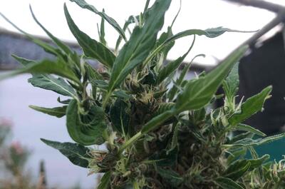 Claro síntoma de re vegetación. Las hojas empiezan a salir de a una y muchas nacen retorcidas. 