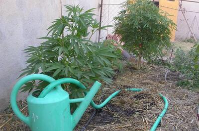 Cómo regar la marihuana en exterior