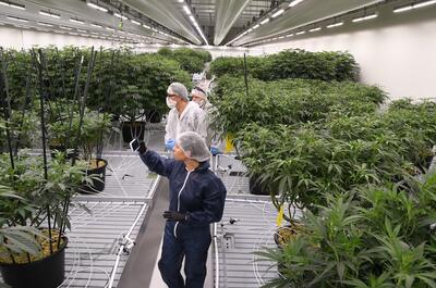 Sala de crecimiento vegetativo de Cannabis en un cultivo industrial