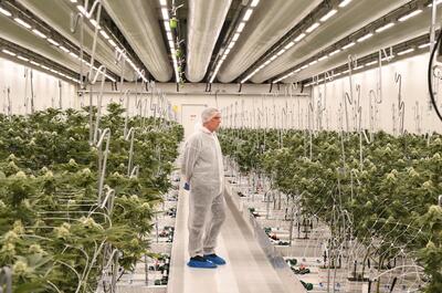 Sala de floración de marihuana en un cultivo legal en Holanda