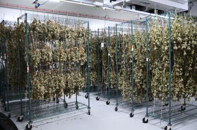 Control de temperatura y humedad en la sala de secado y curado de marihuana