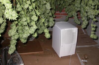 Foto de un secadero de marihuana con deshumidificador
