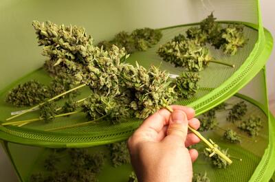 Cogollos de marihuana manicurados secándose sobre mallas horizontales en espacio oscuro y ventilado