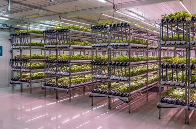 Indoor Wasabi Farming in Austria