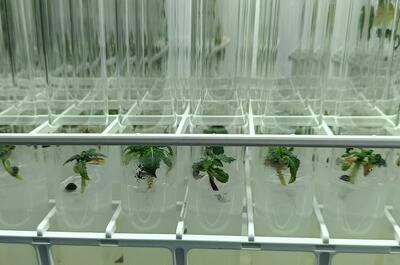 Semillas de marihuana germinadas in vitro