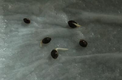 Germinación semillas marihuana en servilletas