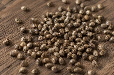 Semillas a granel de Eurogrow 
