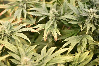 Detalle de hojas de marihuana con clorosis y desequilibrio nutricional por transpiración lenta.
