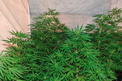 Marihuana de exterior con malla de sombreo