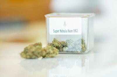 Odrůda konopí Haze se dočkala mnoho variant a kříženců
