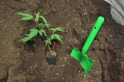 Mezcla de turba y sustrato comercial para el cultivo de plantas de marihuana