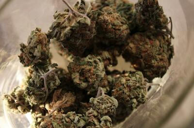 Close-up of dried natural cannabis buds in a glass jar representing botanical marijuana vs lab-made synthetic cannabinoids.