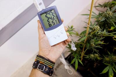 Termohigrómetro digital con sonda midiendo temperatura y humedad relativa en cultivo de marihuana