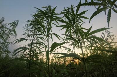 introduction to breeding cannabis, genetics and strain selection