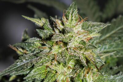 cannabis-flores