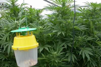 Trampa para orugas en las plantas de marihuana