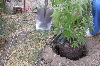 Imagen de un transplante de una planta de Marihuana de maceta a tierra madre