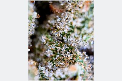 Macro de tricomas glandulares en floración avanzada de marihuana Rainbow Sherbert
