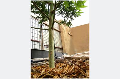 allo leñoso y base de planta de marihuana protegida con mantillo vegetal