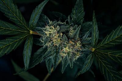 Detailed close-up of a cannabis flower with surrounding foliage.