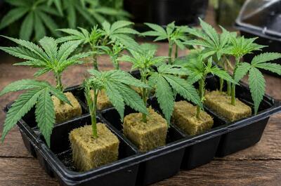 Young cannabis cuttings rooted in rockwool cubes arranged in a tray under soft indoor lighting