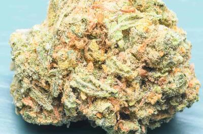 Variedad de marihuana legal en Holanda