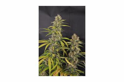 Planta de marihuana sativa de porte alto y distancia internodal amplia en floración