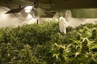 Sistema de extracción de aire y sonda térmica en sala de cultivo interior de marihuana