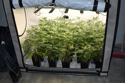 Plantas pequeñas de marihuana con ventilador