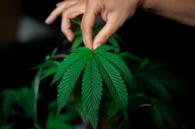 Hand holding a fresh fan leaf of a green cannabis plant against a dark background.