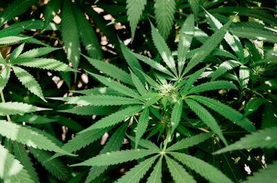 Close-up of healthy green cannabis plants growing outdoors, with dense foliage and flowering tops visible among broad serrated leaves.
