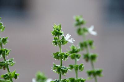 an image of green basil with blooming white flowers against a grey background.