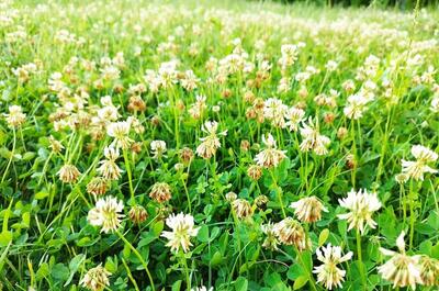 a green grassy field with many white clovers, white clover is one of the best companion plant for outdoor cannabis gardens.