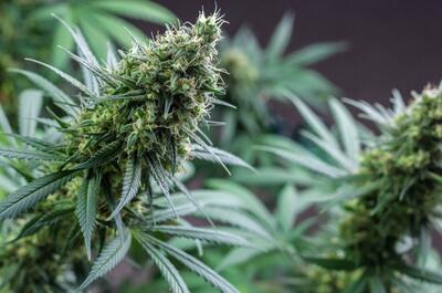 odrůdy konopí - sativa